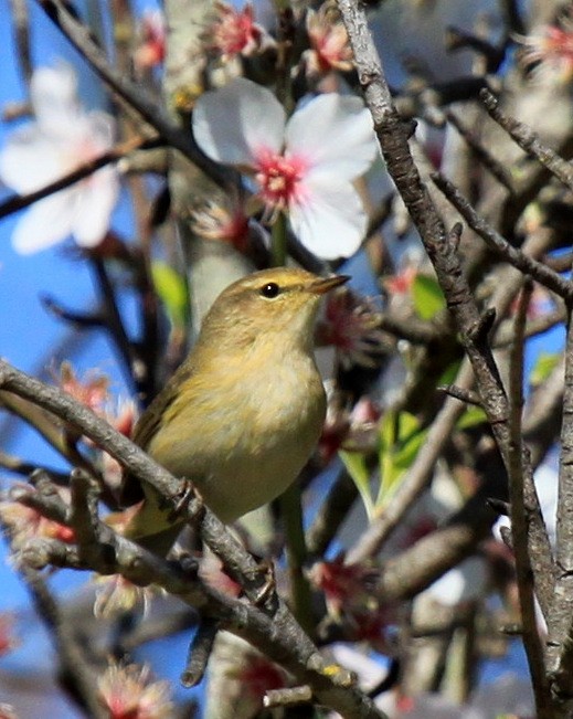 Common Chiffchaff - ML34838341