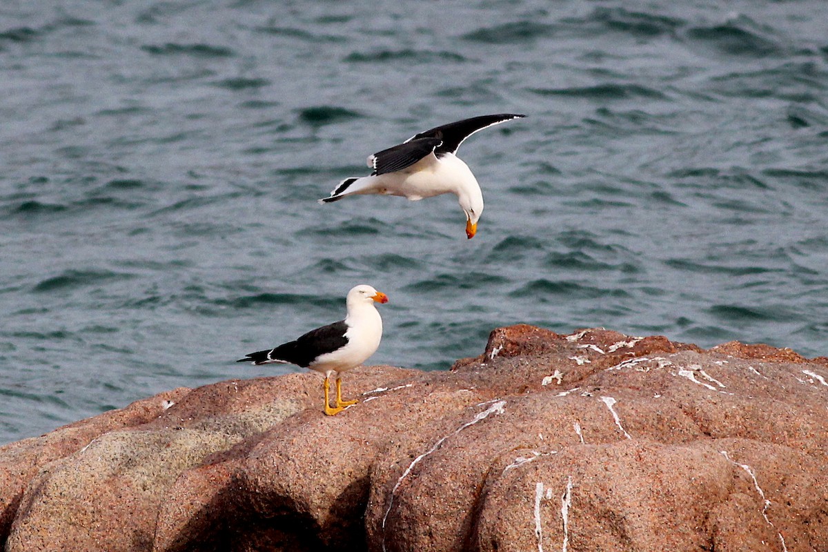 Pacific Gull - ML348383671