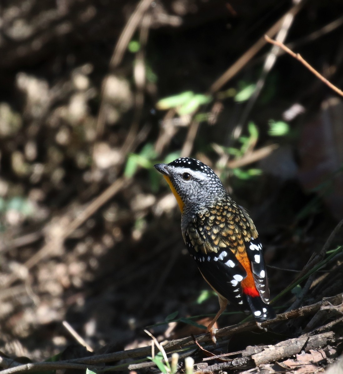 Spotted Pardalote - ML348383971