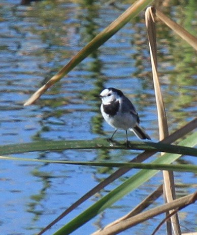 White Wagtail - ML34838441