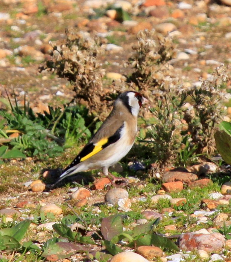 Chardonneret élégant - ML34838451