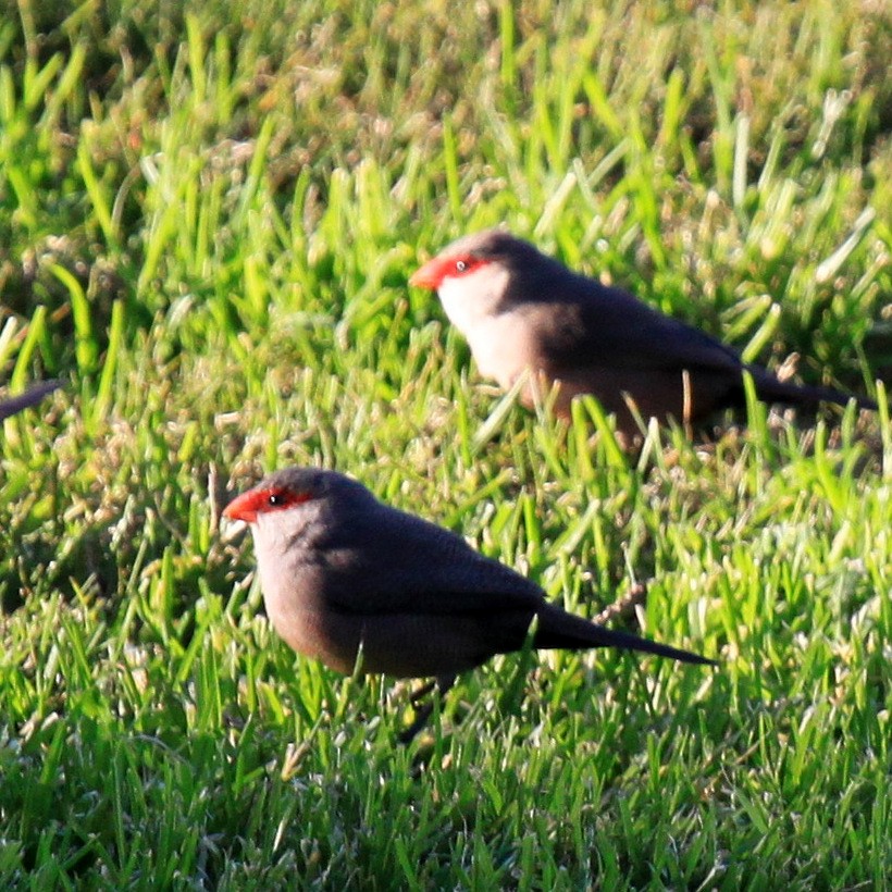 Common Waxbill - ML34838481