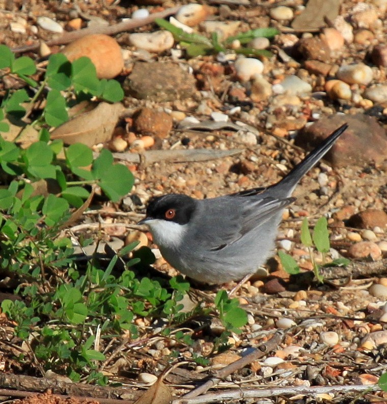 Sardinian Warbler - ML34838571