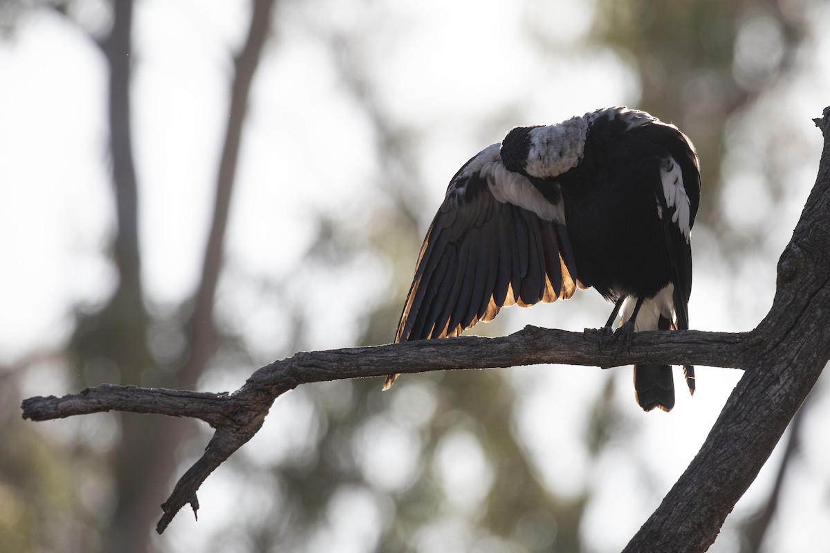 Australian Magpie - ML348388331