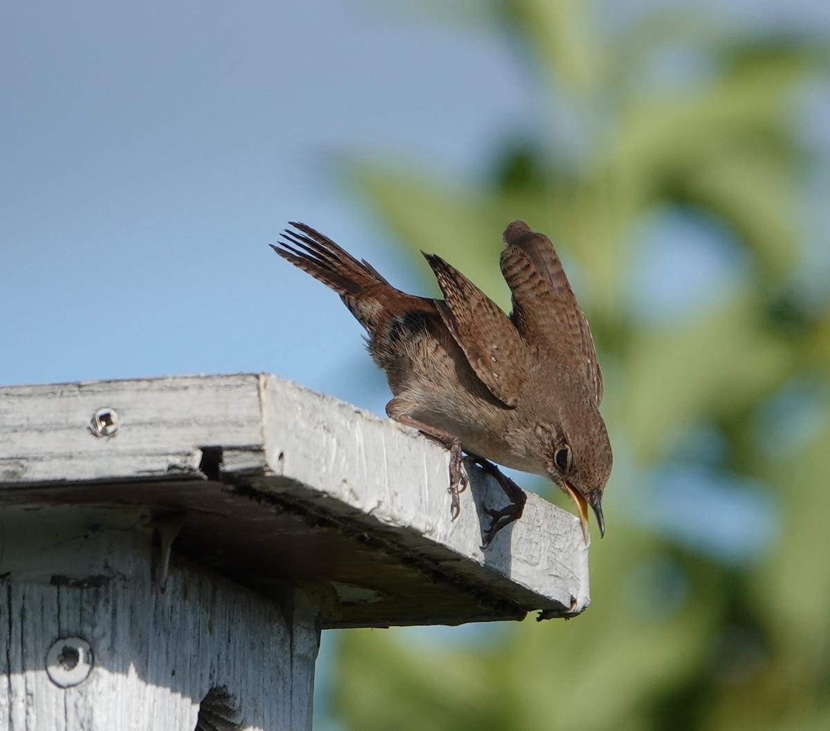 House Wren - Paul  McPartland