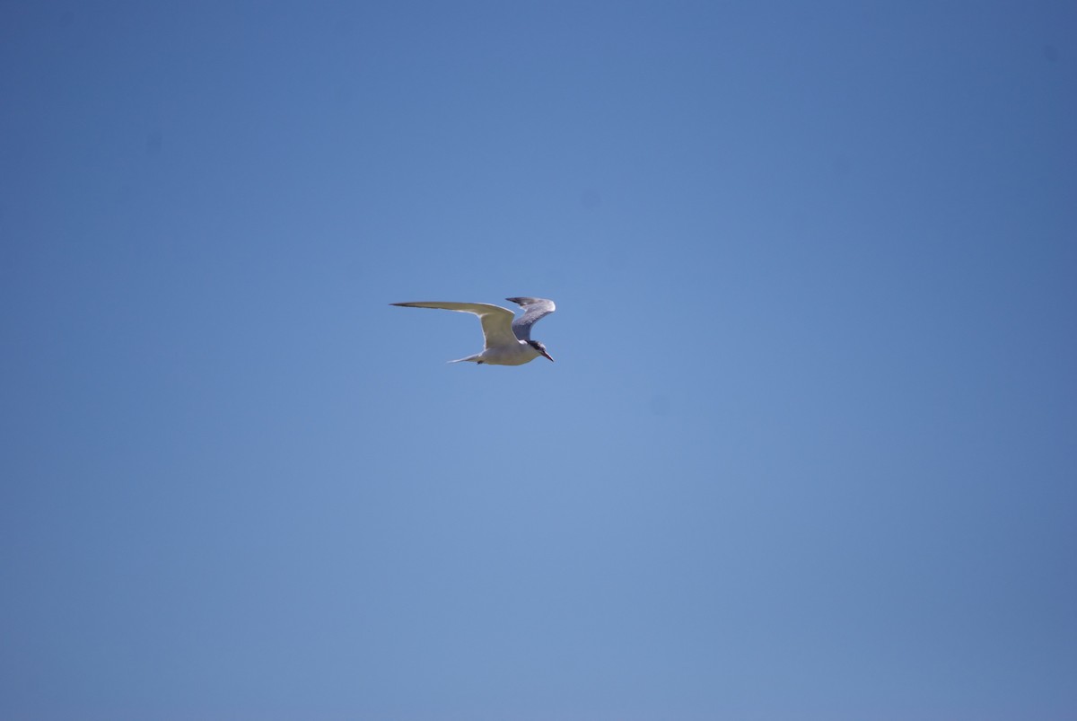 Common Tern - Cuyler Stapelmann