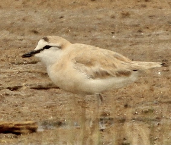 White-fronted Plover - ML348392311