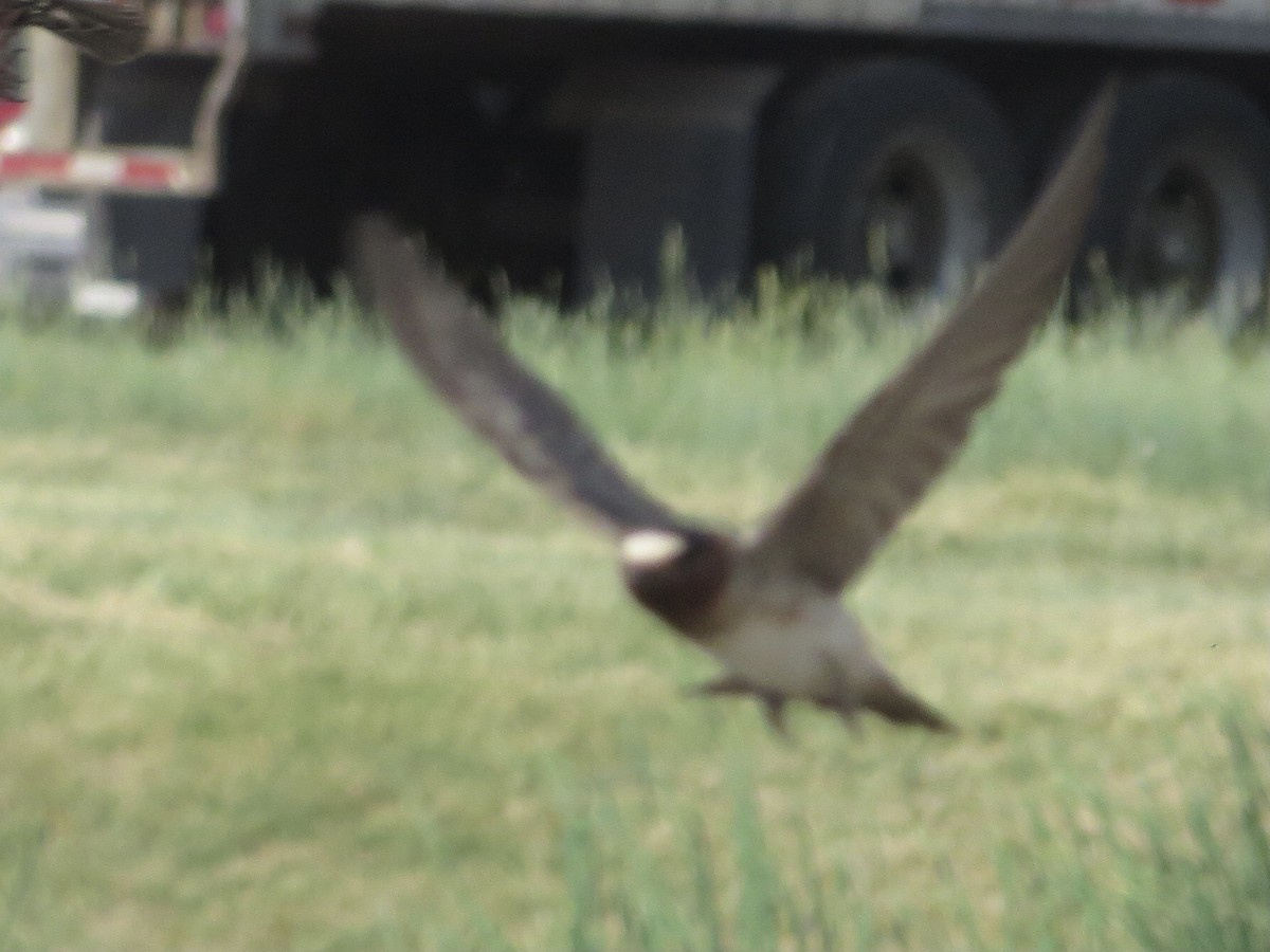 Cliff Swallow - ML348393171