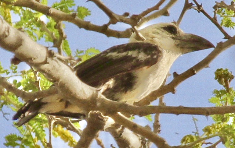 White-headed Barbet - ML348393301