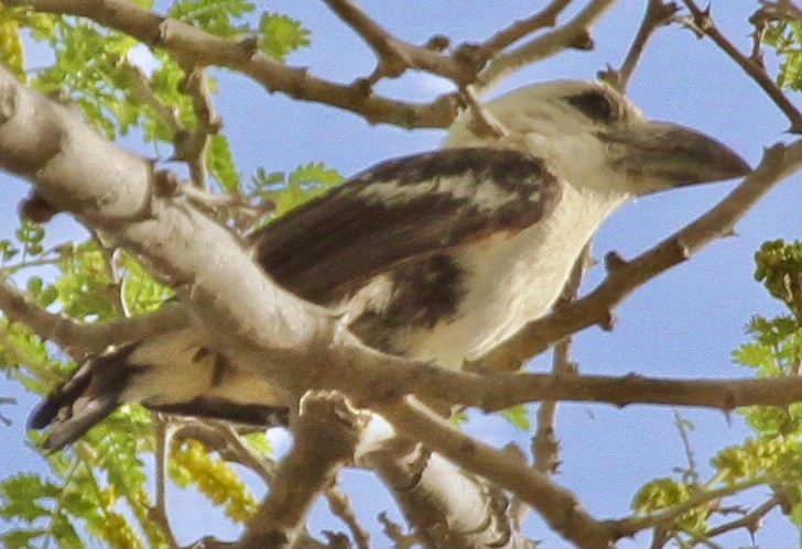 White-headed Barbet - ML348393311