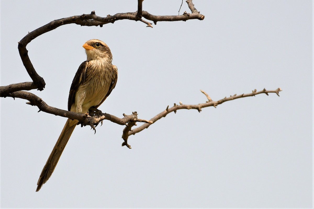 Yellow-billed Shrike - Ian Brown