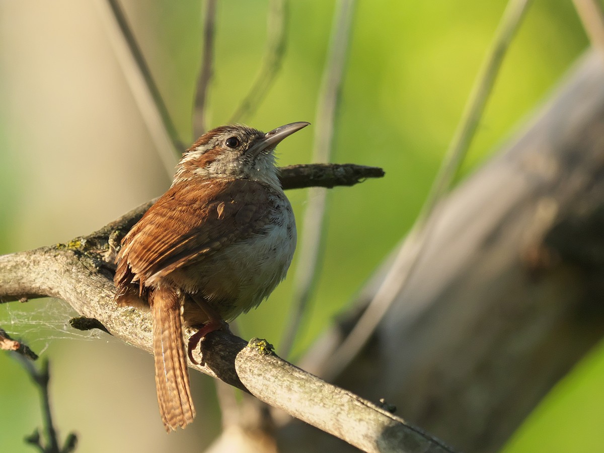 Carolina Wren - Gavin Edmondstone