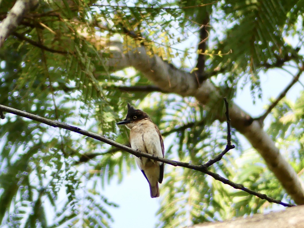 Black-and-white Shrike-flycatcher - ML348399591