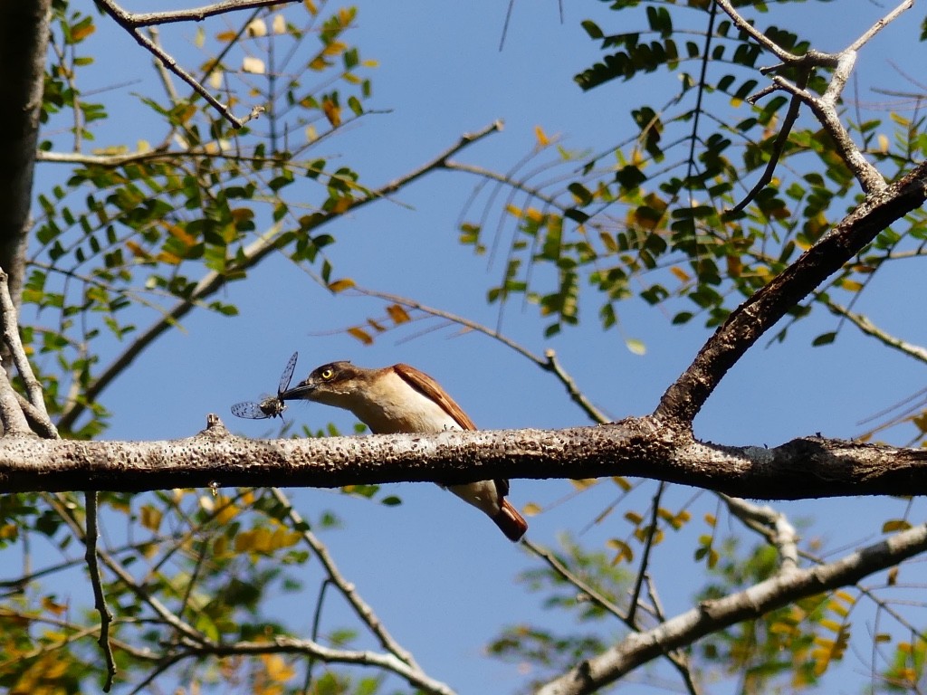 Black-and-white Shrike-flycatcher - Bob Andrews