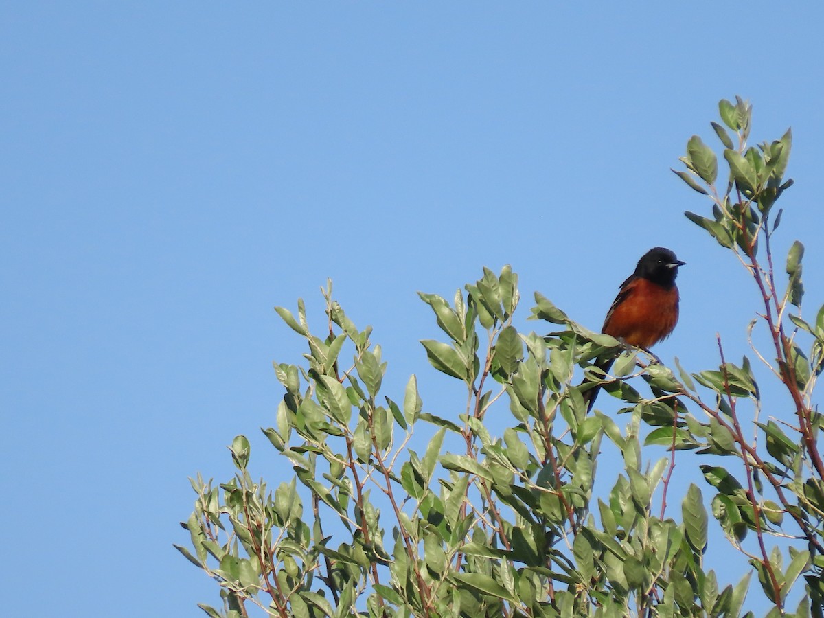 Orchard Oriole - ML348402181