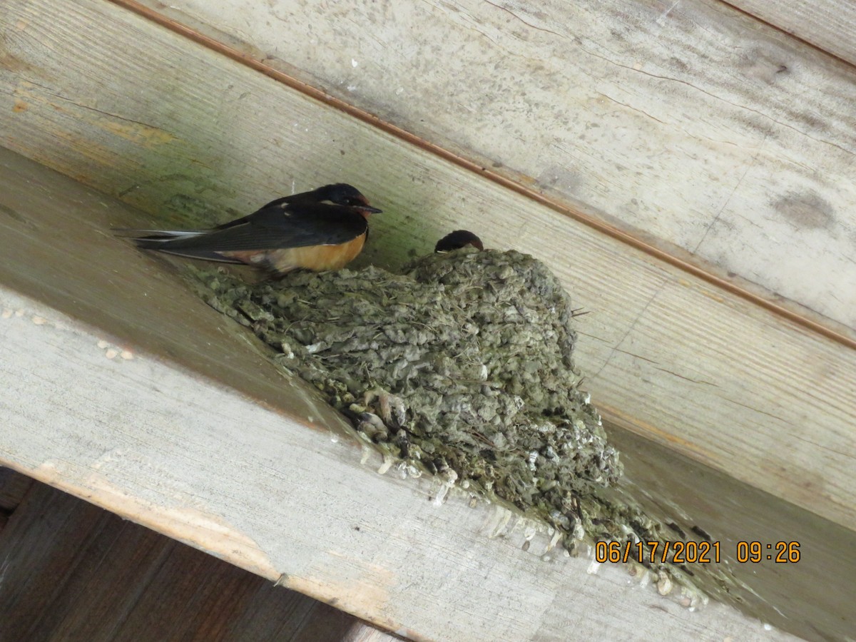 Barn Swallow - ML348403111