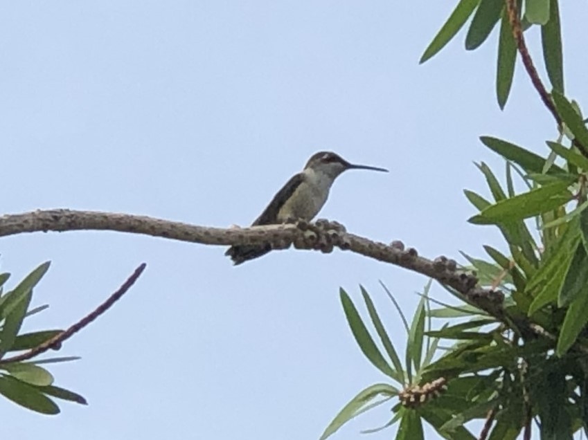 Colibri à gorge rubis - ML348403381