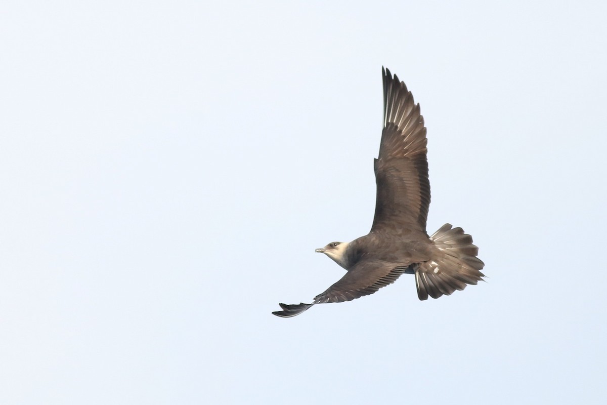 Parasitic Jaeger - Kate Sutherland