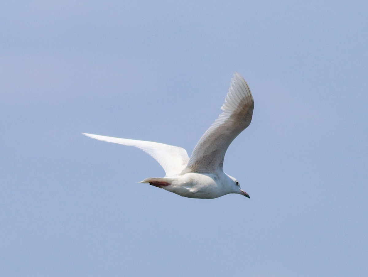 Iceland Gull (kumlieni) - Brad Walker