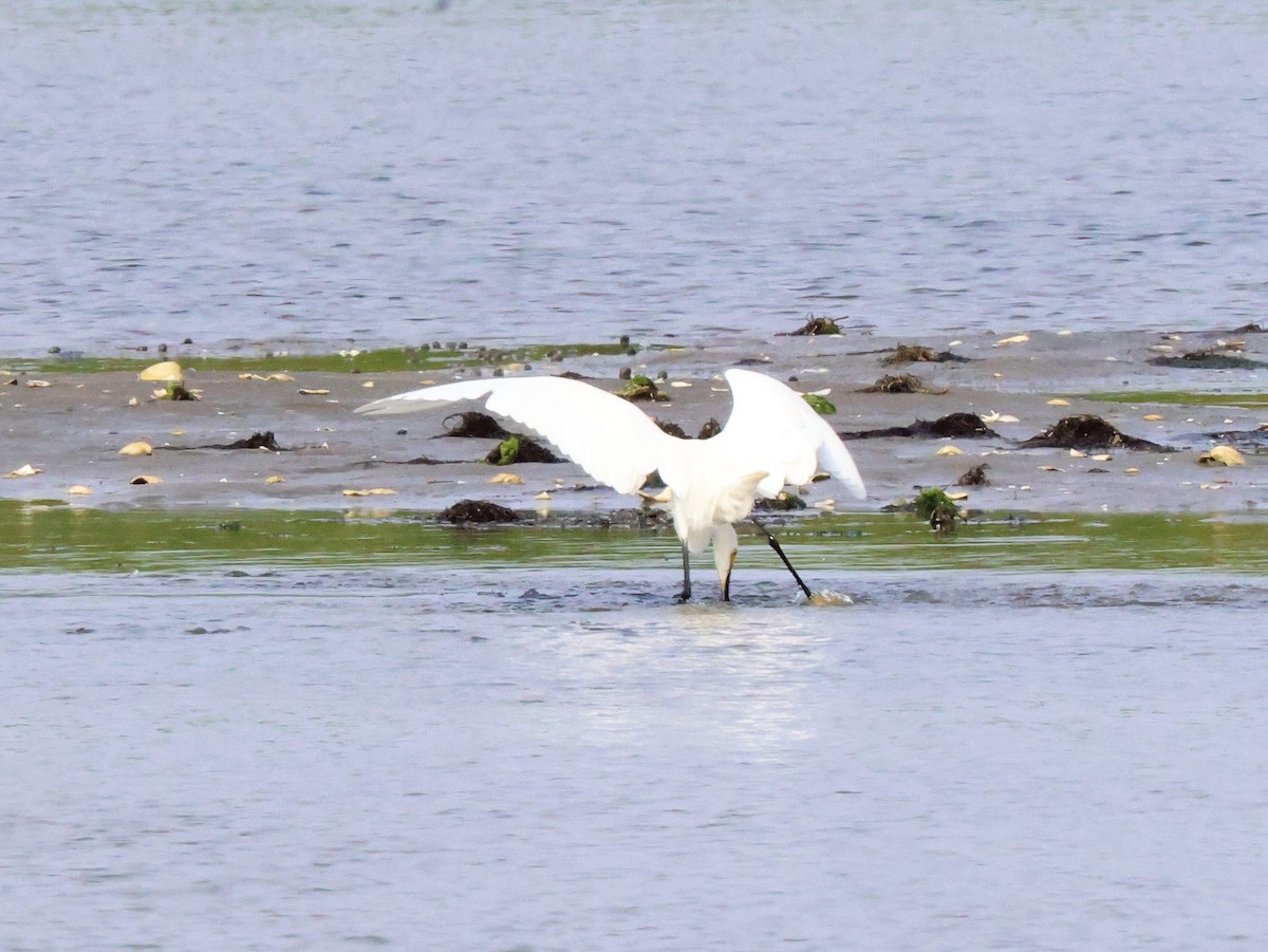 Snowy Egret - ML348409921