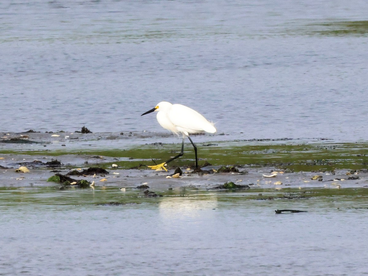 Snowy Egret - ML348409931