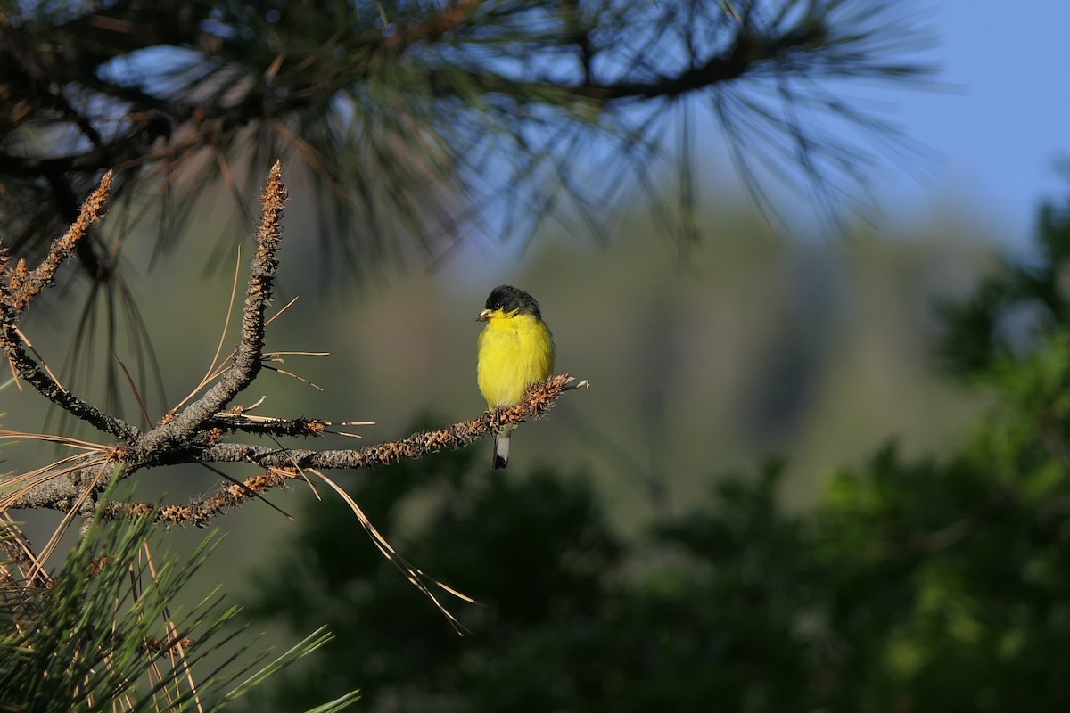 Lesser Goldfinch - ML348410311