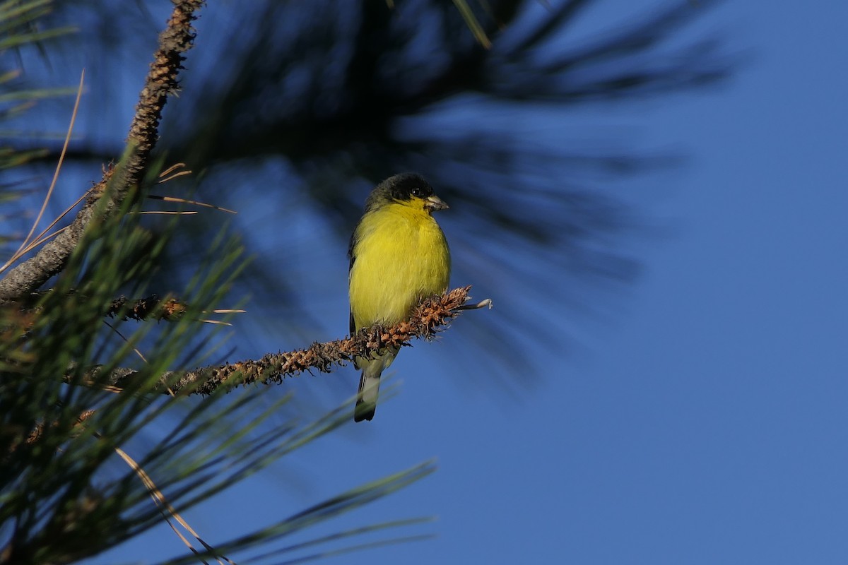 Lesser Goldfinch - ML348410321
