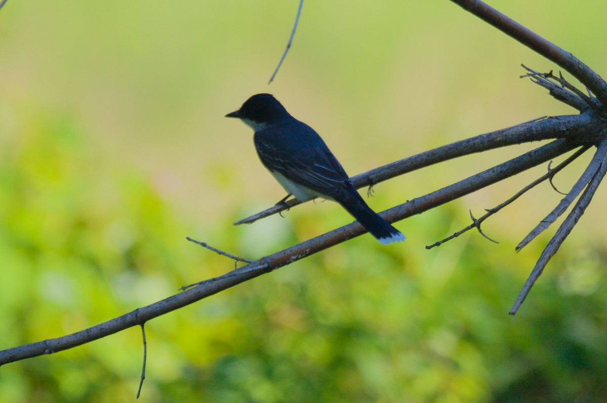 Eastern Kingbird - Scott Harris