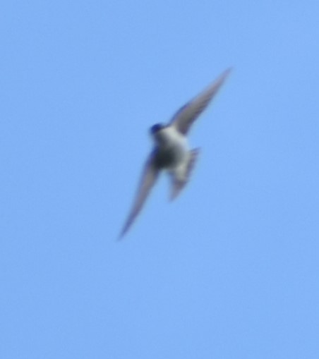 Tree Swallow - ML348410851