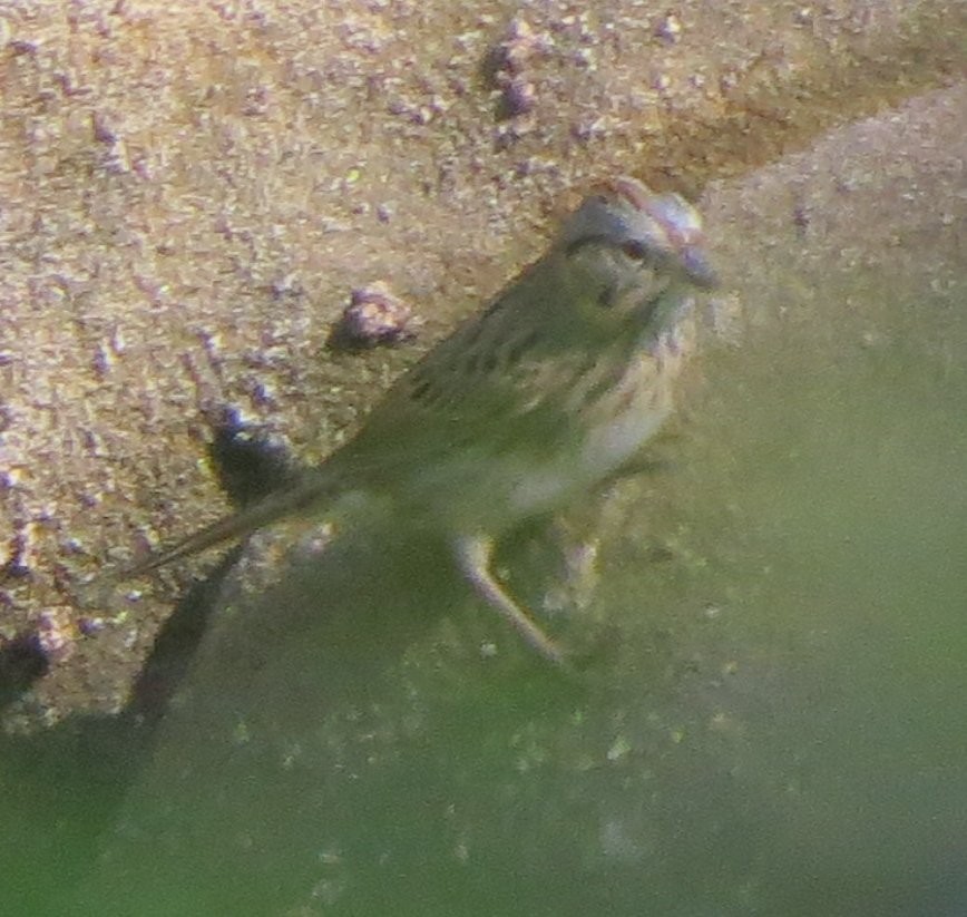 Lincoln's Sparrow - Mark Holmgren