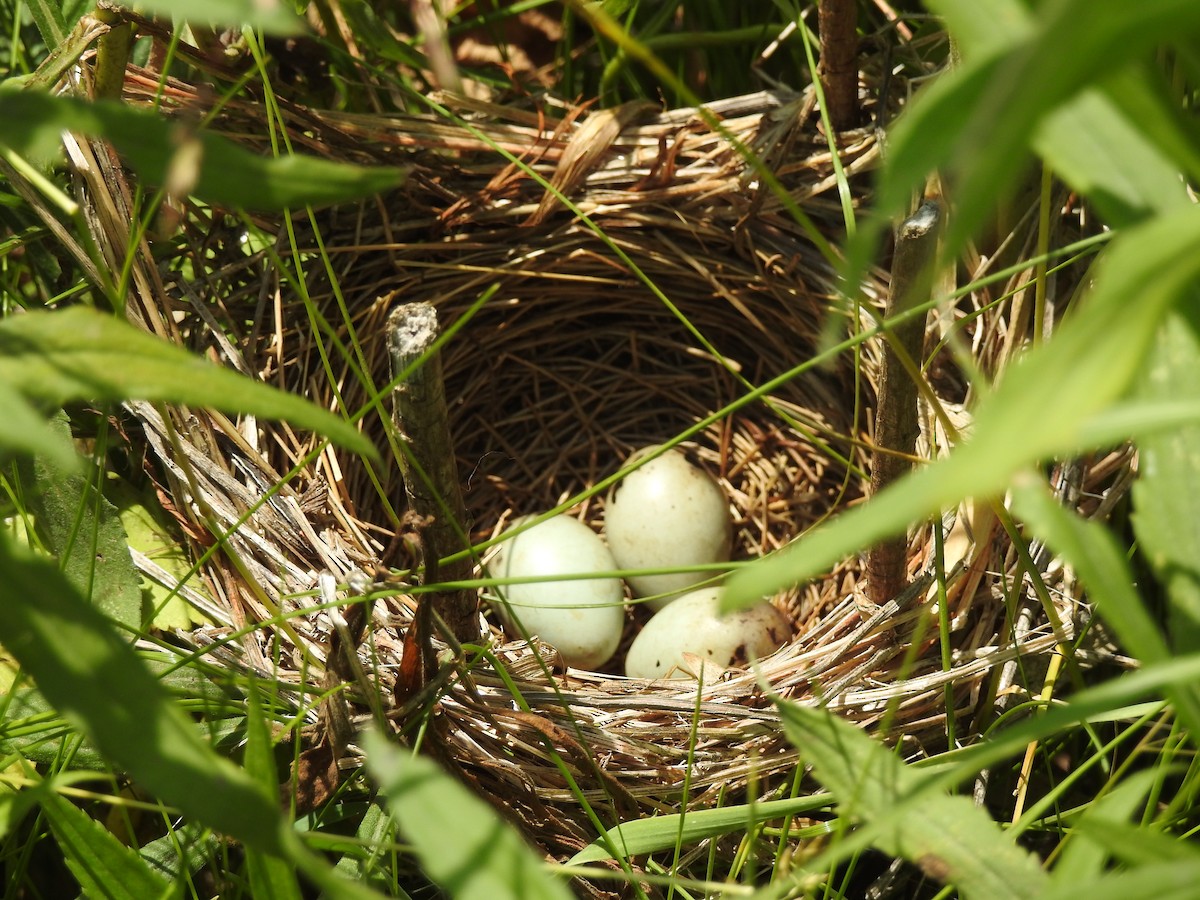 Red-winged Blackbird (Red-winged) - David Drews