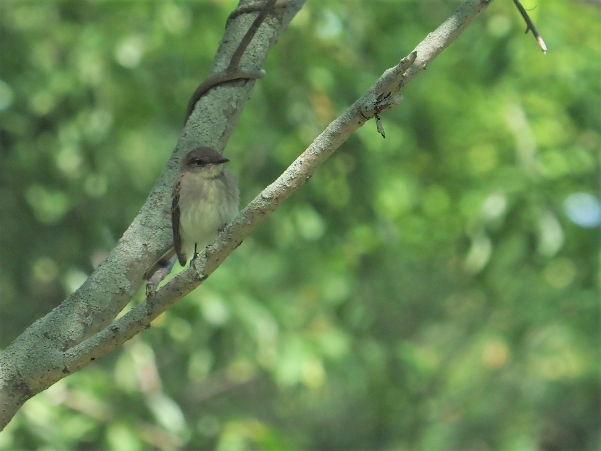 Eastern Phoebe - ML348413671