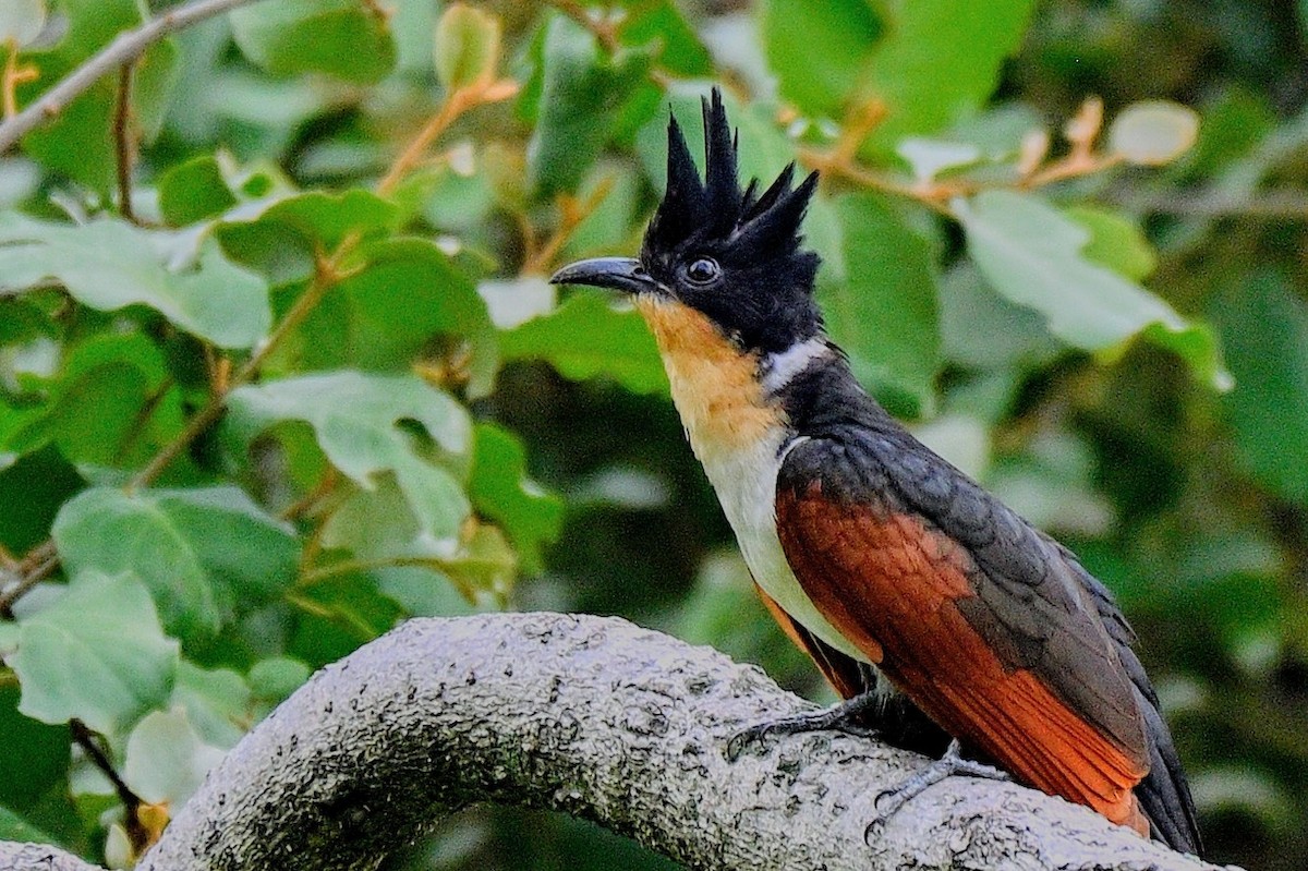 Chestnut-winged Cuckoo - Rajesh Panwar