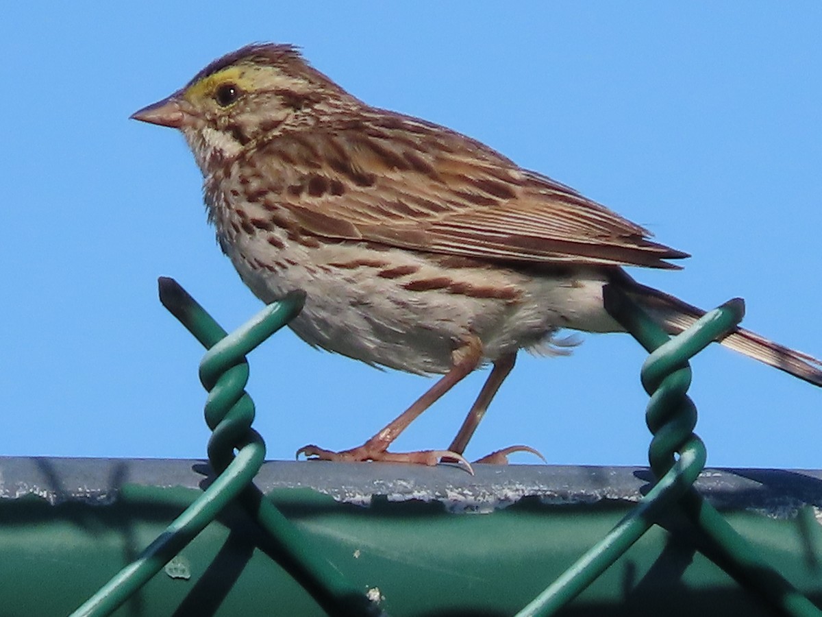 Savannah Sparrow - ML348415401