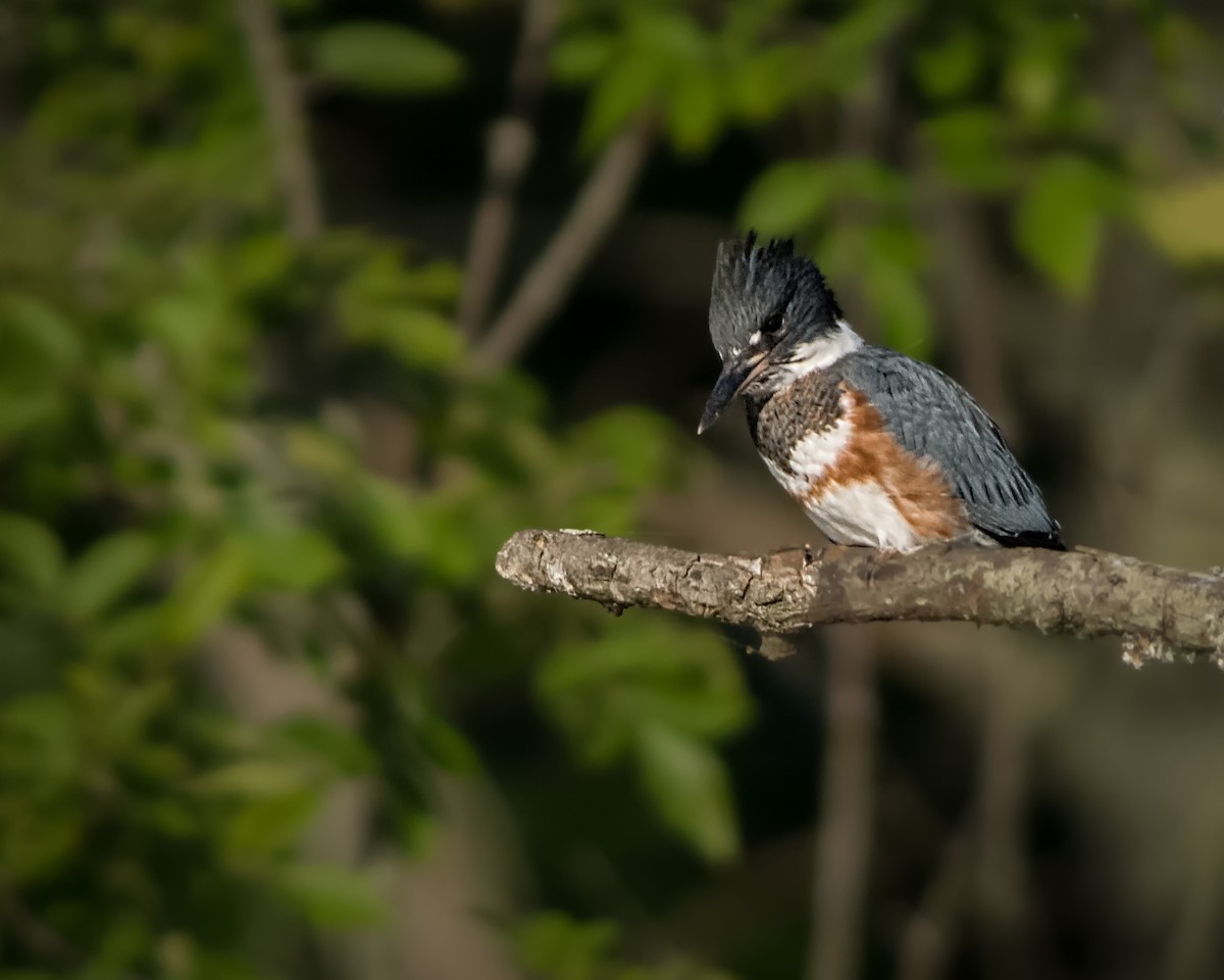 Belted Kingfisher - ML348415521