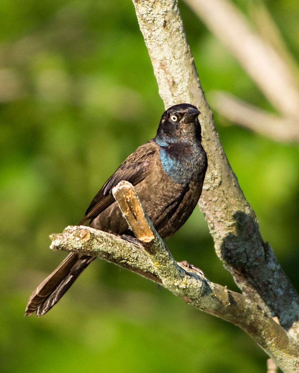 Common Grackle - ML348415611