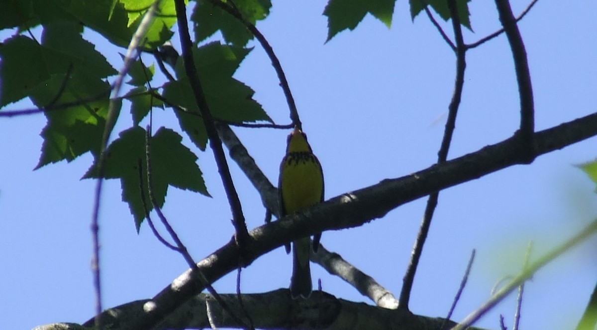 Canada Warbler - ML348416491