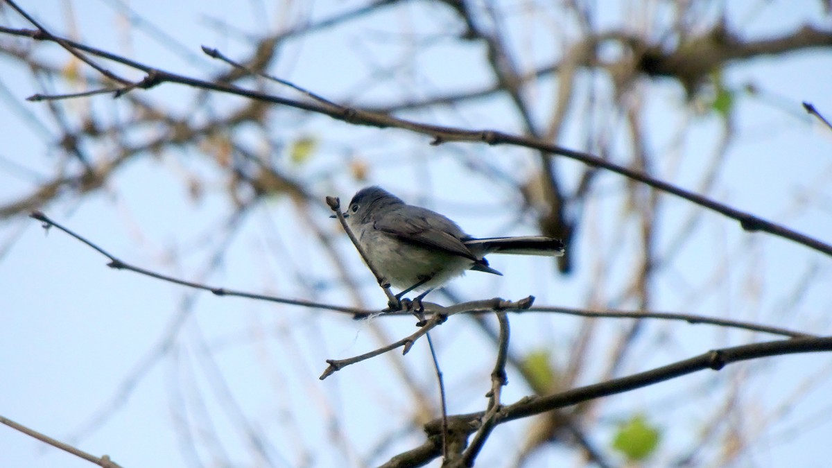 nordmyggsmett - ML348417331