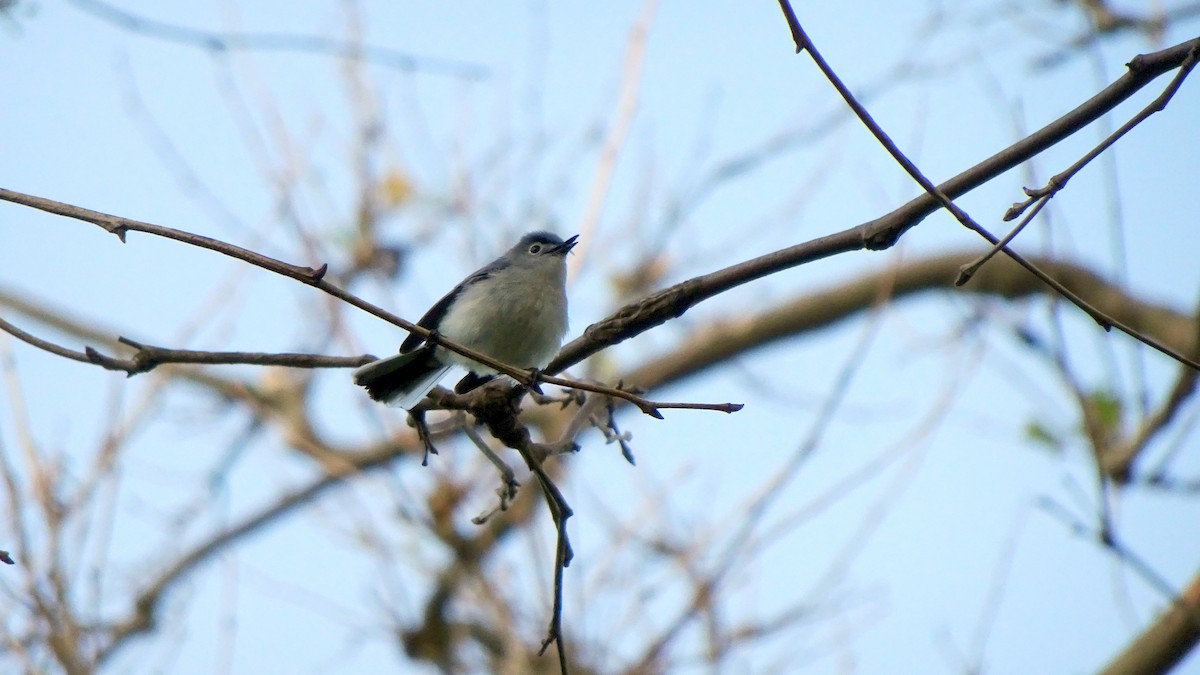 nordmyggsmett - ML348417351