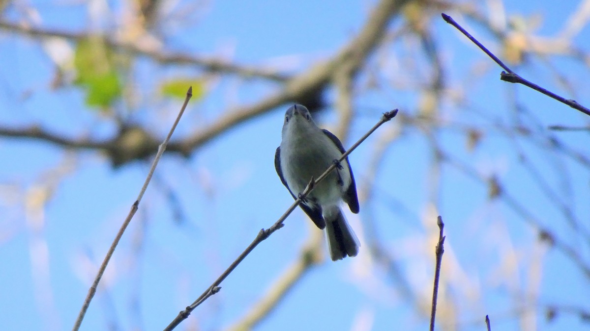 nordmyggsmett - ML348417361