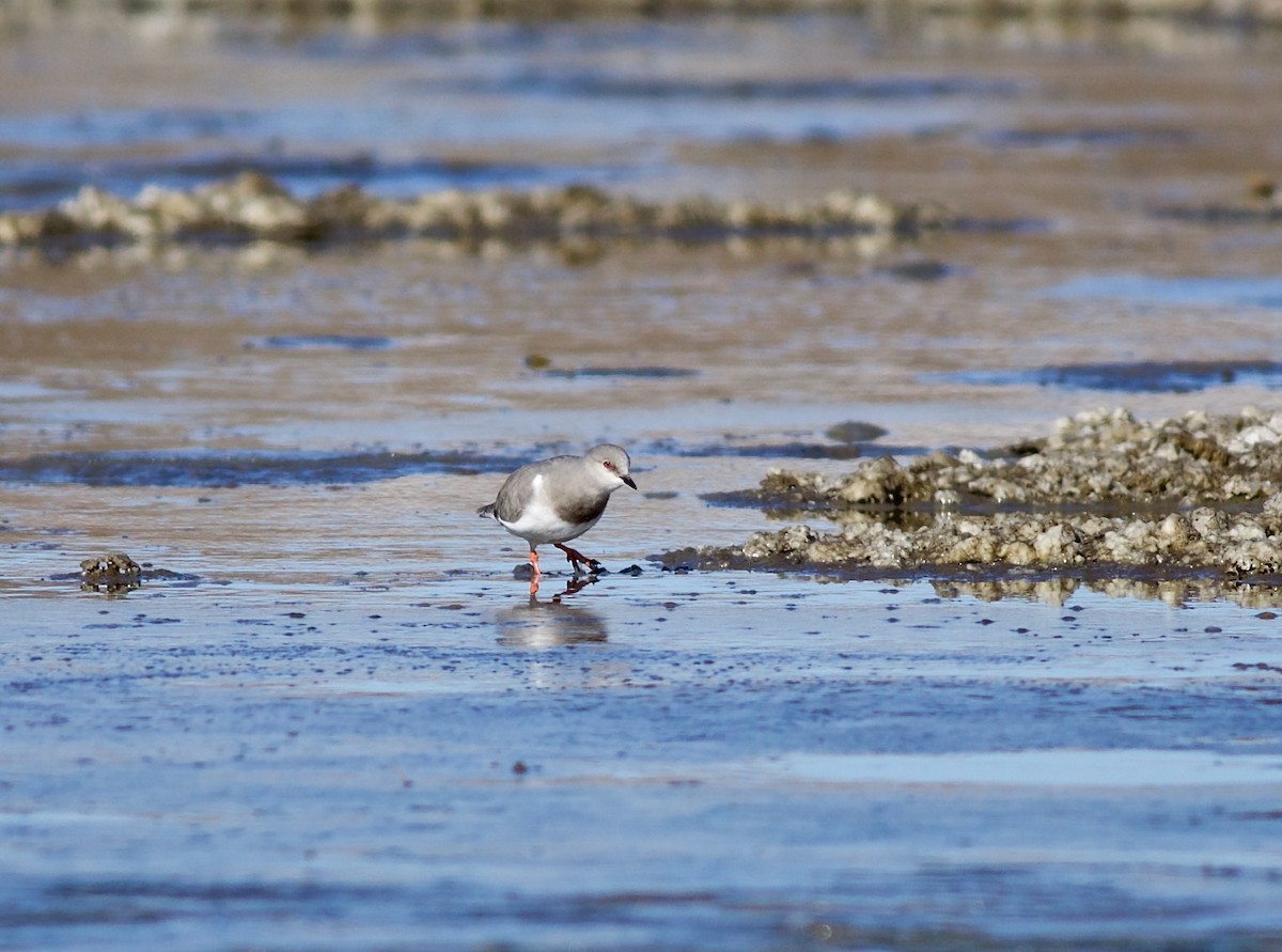 Magellanic Plover - Matias Torreguitar