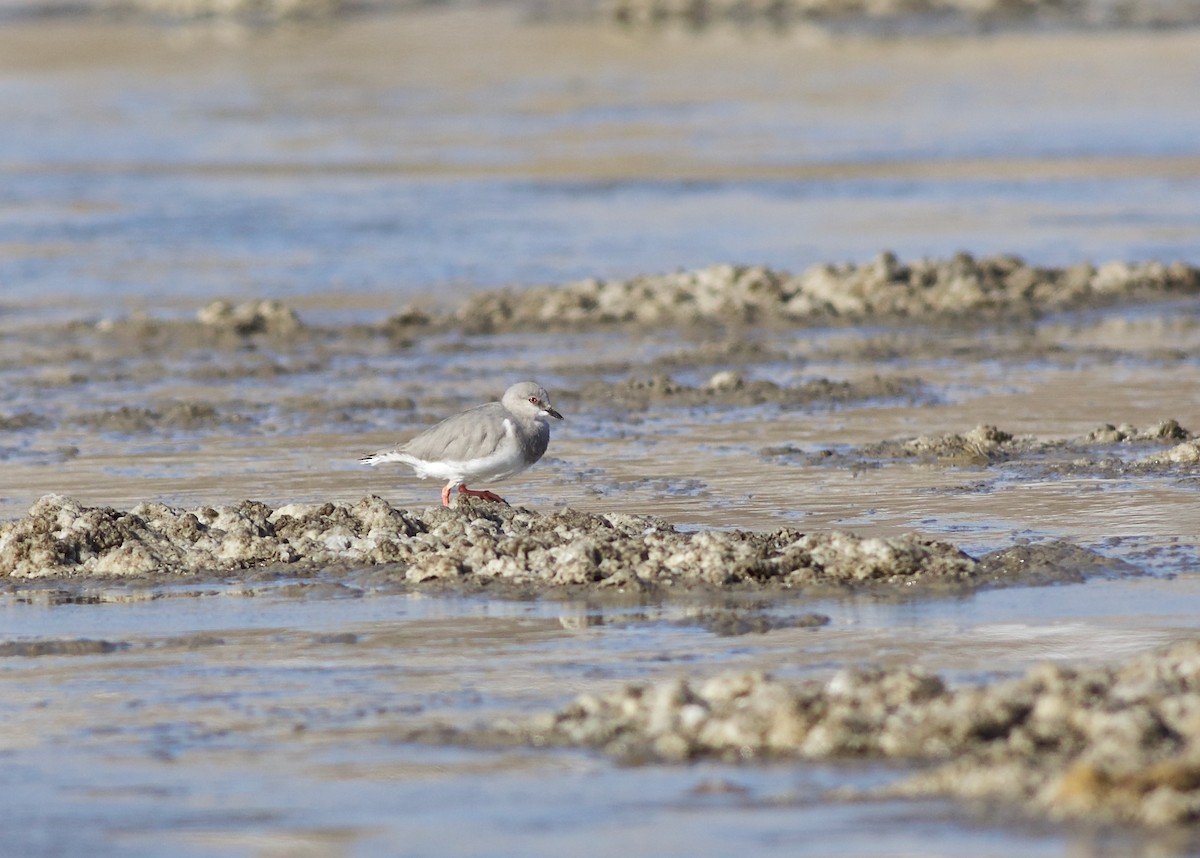 Magellanic Plover - ML348422751