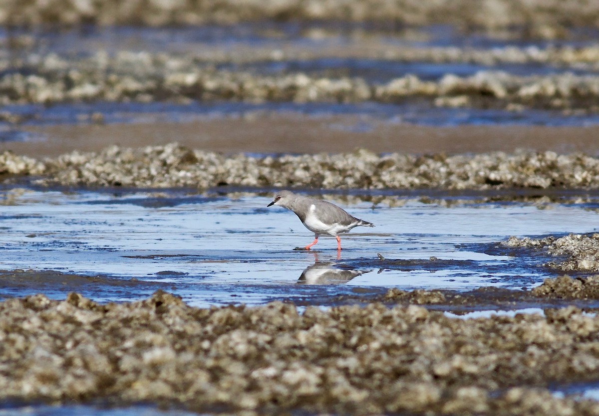 Magellanic Plover - ML348422761