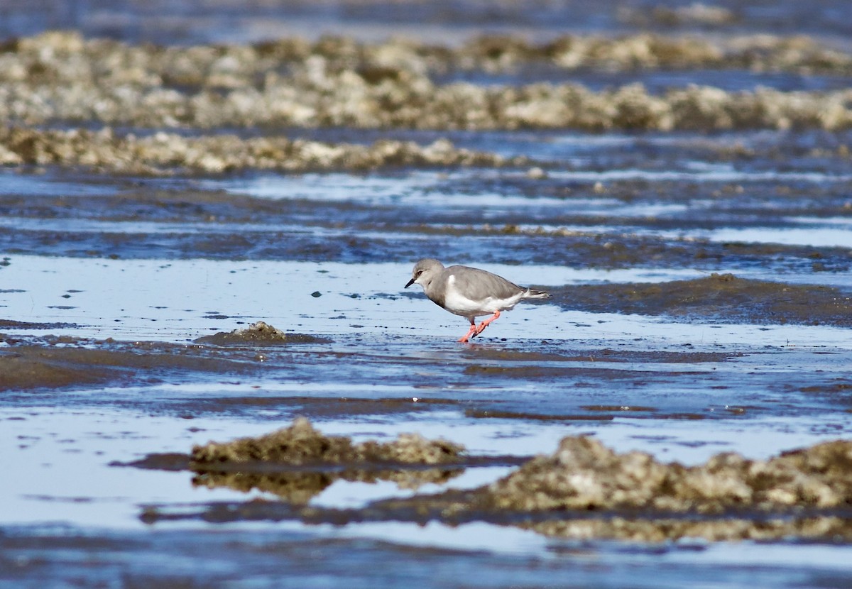 Magellanic Plover - ML348422781