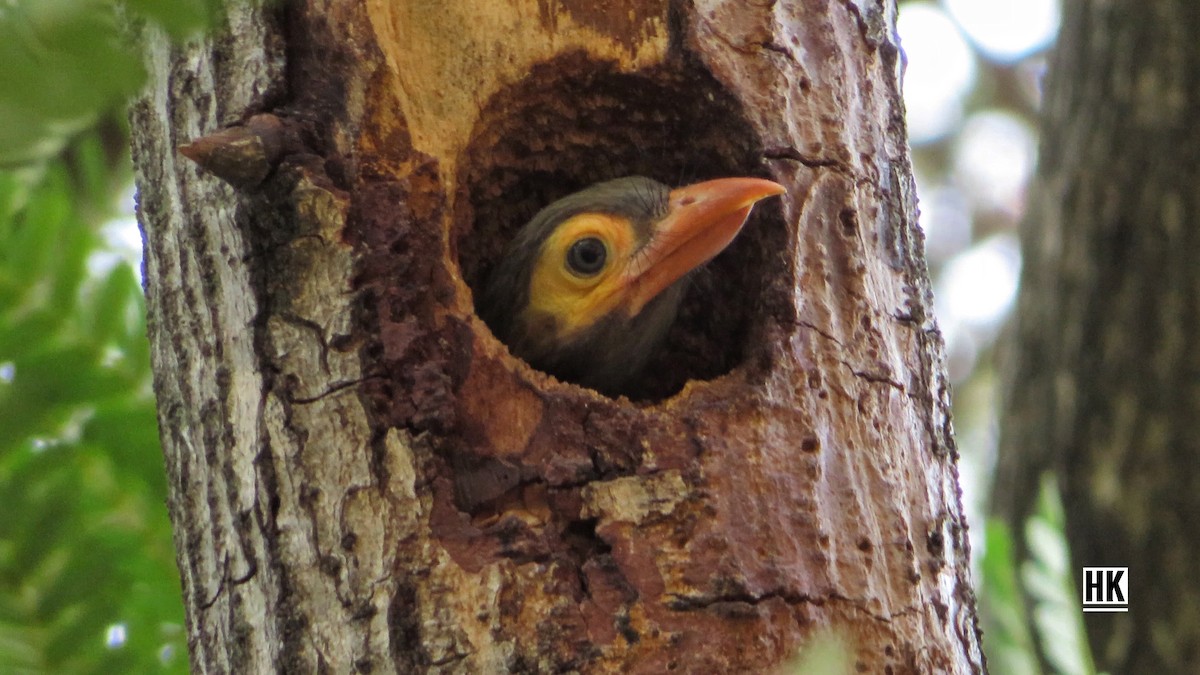 Brown-headed Barbet - ML348422801