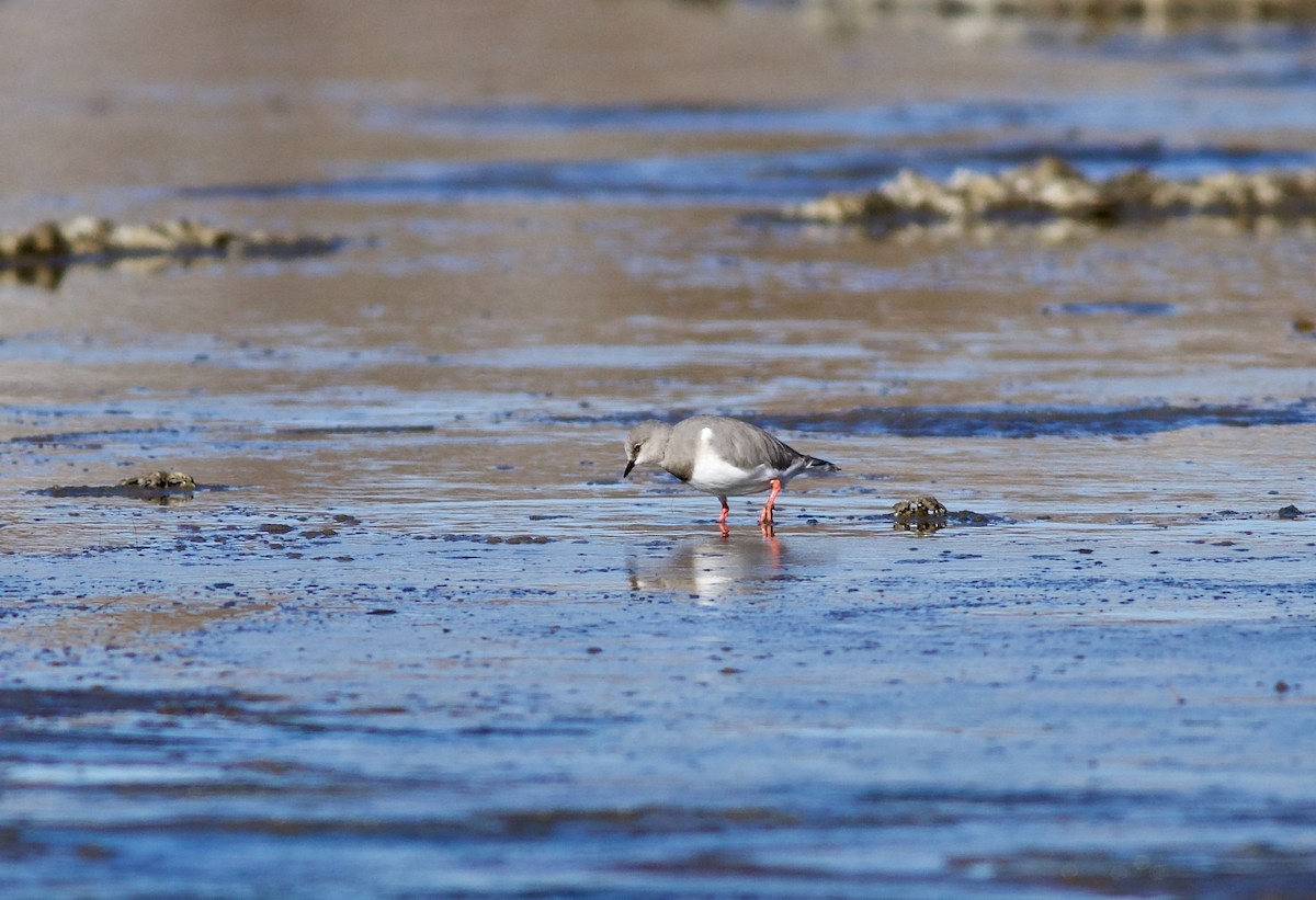 Chorlito de Magallanes - ML348422811