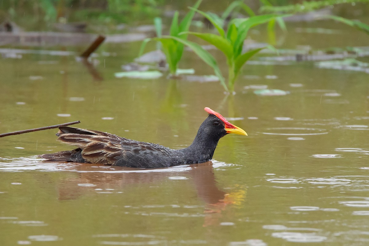 Watercock - Ayuwat Jearwattanakanok