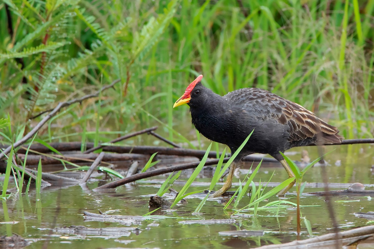 Watercock - Ayuwat Jearwattanakanok
