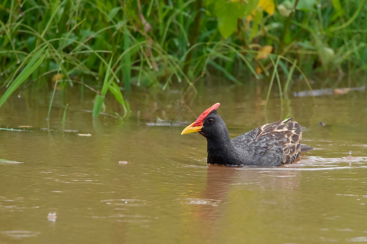 Watercock - ML348423561