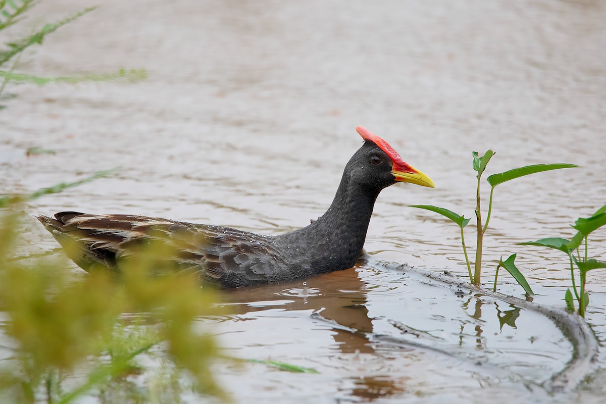 Watercock - Ayuwat Jearwattanakanok